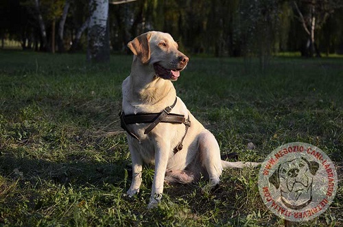 Elegante pettorina in cuoio per  Labrador Retriever